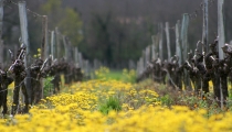 Vigne et Fleurs