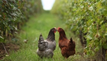 Poules dans les Vignes