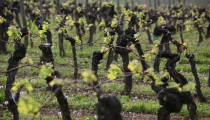 Vignes Premières feuilles